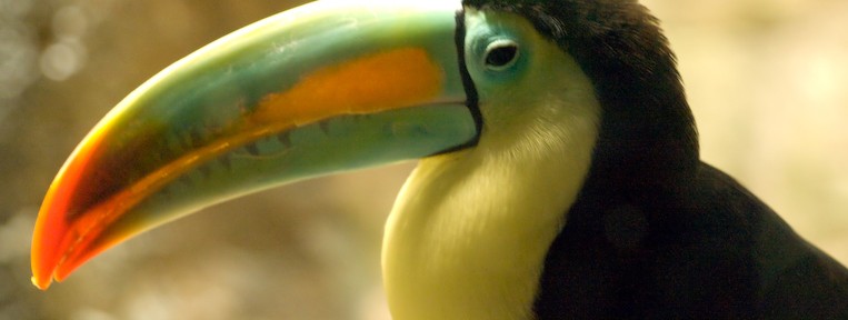 Word Play and Limerick