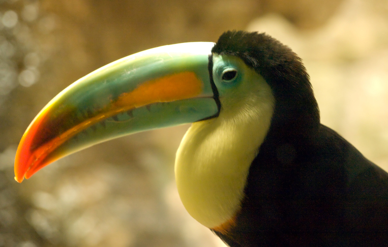 Toucan